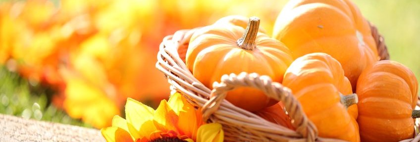 Pumpkin patch fun for families in Puget Sound